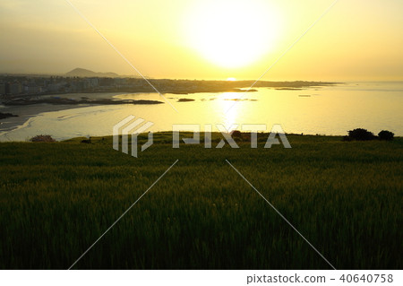 Hamdeok海灘的春天 40640758