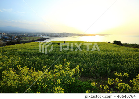 Spring of Hamdeok Beach Spring of Hamdeok Beach 40640764