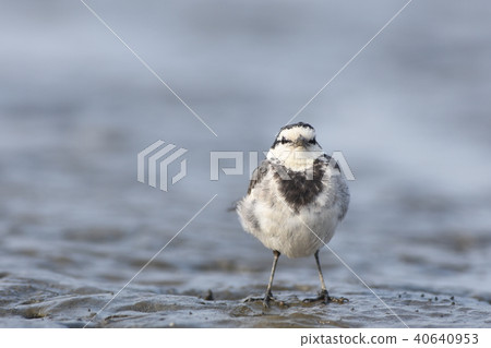 Hakusekirei in the tidal flat 40640953