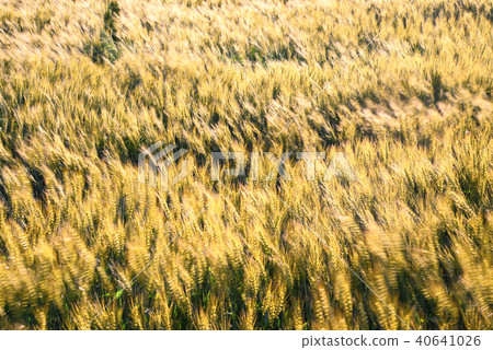 Wheat autumn and wind Wheat autumn and wind 40641026
