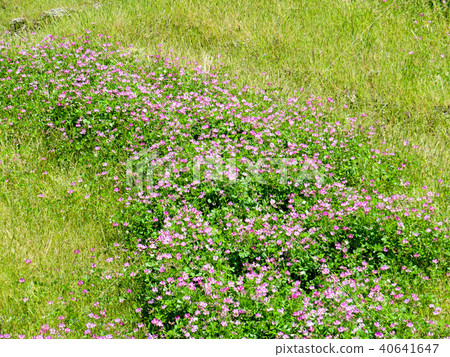  Renge field 40641647