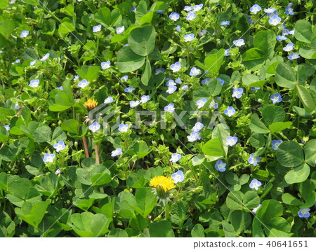 春田 - 日本山茱萸 40641651