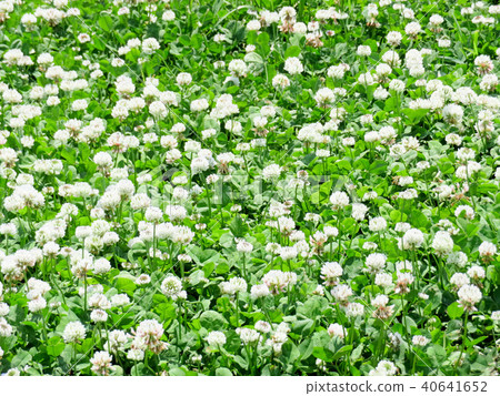 春天田野三葉草 春天田野三葉草 40641652
