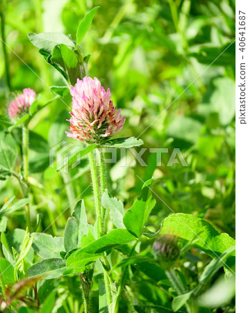 Red clover Red clover 40641687
