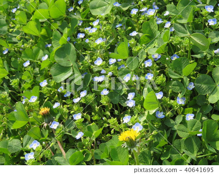 Spring field-Japanese dogwood 40641695