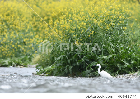Rape blossoms and kosagi blooming on the riverbank Rape blossoms and kosagi blooming on the riverbank 40641774