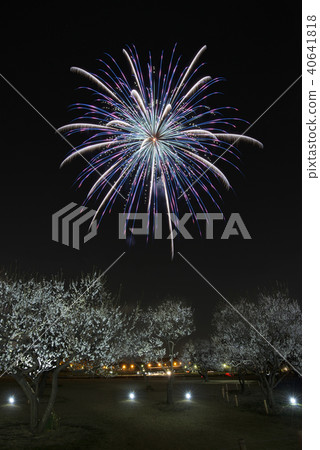 Night plum festival 40641818