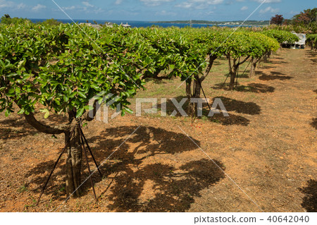 Acerola Acerola 40642040