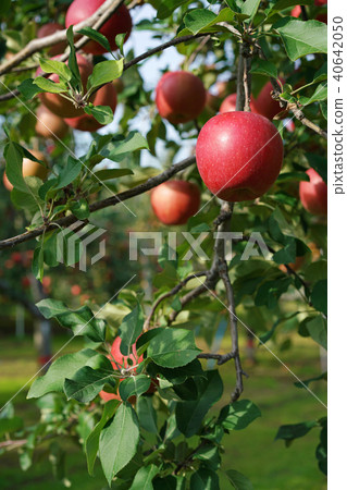 Apple (Fuji) 40642050