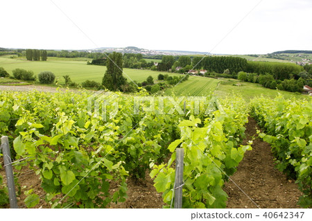  Vineyard 40642347