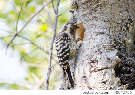 KOGERA KOGERA 40642796