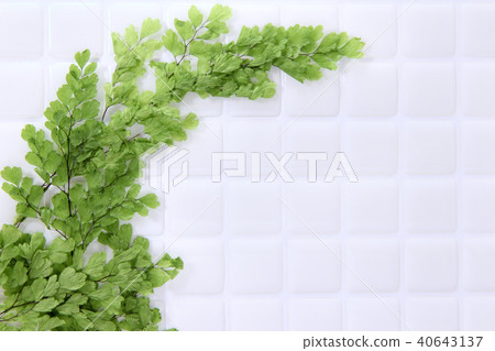 亞洲Tam的白色瓦片和葉子 亞洲Tam的白色瓦片和葉子 40643137