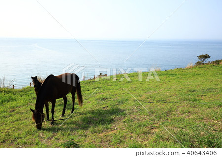 The glow of the beach in Hamdeok! 40643406