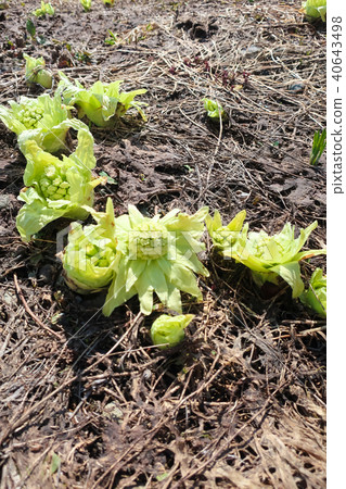 Fukinoenna Fukinoenna 40643498