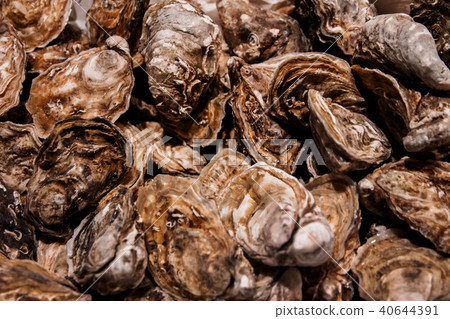Oysters Background, Top View of Fresh Shell Oysters Background, Top View of Fresh Shell 40644391
