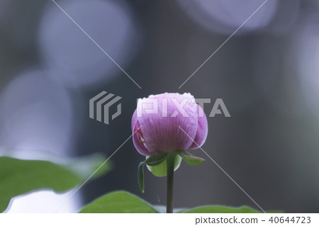 Safflower Yamsakiyaku Safflower Yamsakiyaku 40644723