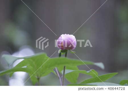 Safflower Yamsakiyaku Safflower Yamsakiyaku 40644728