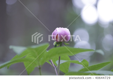 Safflower Yamsakiyaku Safflower Yamsakiyaku 40644729