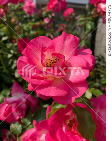 玫瑰(日出·日落)花(垂直) 玫瑰(日出·日落)花(垂直) 40644775