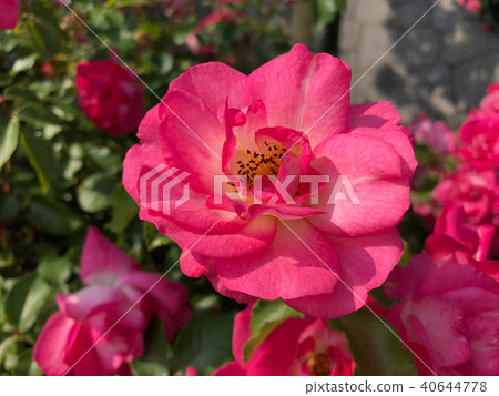 玫瑰（日出日落）花（水平） 40644778