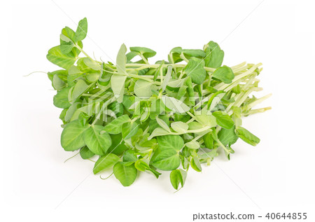 Bunch of snow pea microgreen front view Bunch of snow pea microgreen front view 40644855