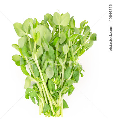 Bunch of snow pea microgreen from above Bunch of snow pea microgreen from above 40644856