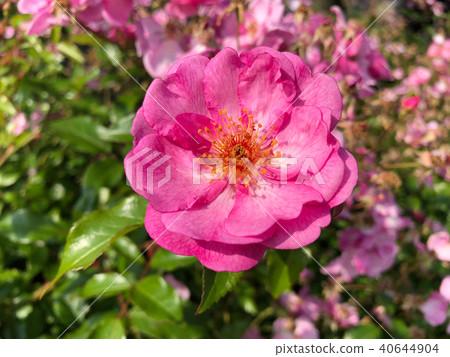 玫瑰（薰衣草梅迪蘭）花（水平） 40644904