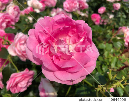 Rose (Love Me Tender) Flower 40644906
