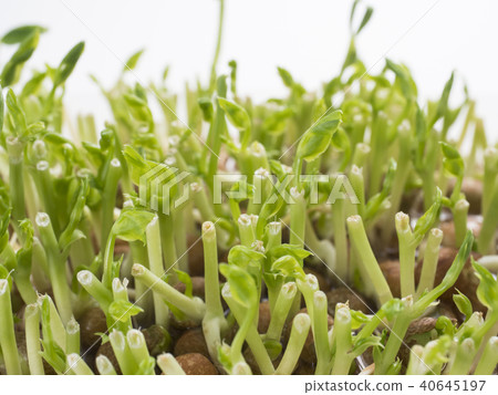 豆苗再生栽培 豆苗再生栽培 40645197