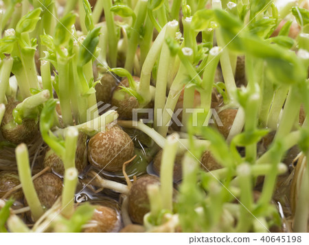 豆苗再生栽培 豆苗再生栽培 40645198