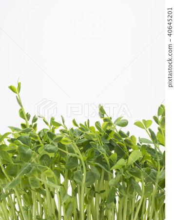 豆苗再生栽培 40645201