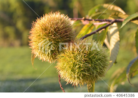 Taste of autumn 40645386