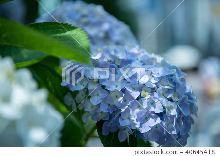 繡球花繡球花繡球花家庭繡球花初夏雨季湯 40645418