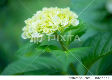 繡球花繡球花繡球花家庭繡球花初夏雨季湯 繡球花繡球花繡球花家庭繡球花初夏雨季湯 40645437