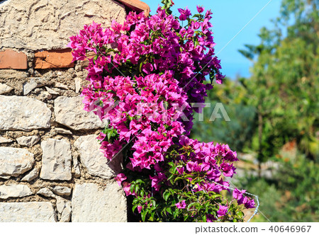 Taormina city flowers scene, Sicily, Italy 40646967