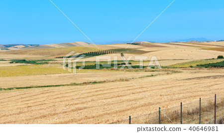 Sicily summer agriculture countryside, Italy 40646981