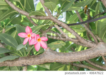Flower blooming on spring meadow tree 40647622