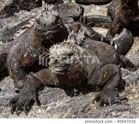 Marine Iguanas Sunning on Rock 40647838