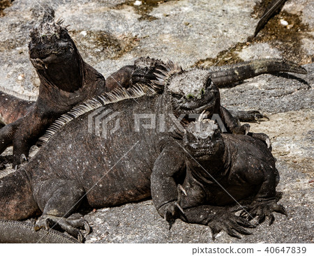 Marine Iguanas Sunning on Rock 40647839