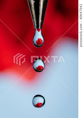 Water Helps Grow Roses 40647842