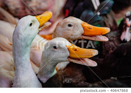 Geese for sale in local market 40647868