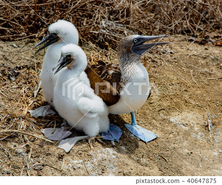 Adult female blue footed booby with two chicks 40647875
