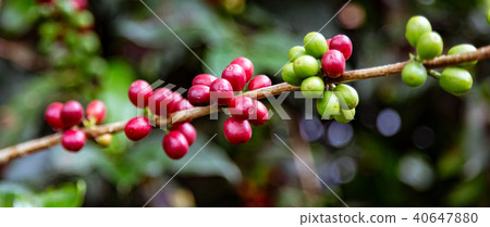 Coffee beans ready to harvest Coffee beans ready to harvest 40647880