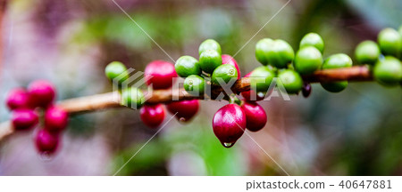 Coffee beans ready to harvest Coffee beans ready to harvest 40647881