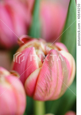 Close-up tulips. Multi color pink flower bud with many petals. Floral background photo. Lovely 40649250