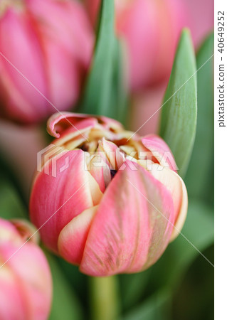Close-up tulips. Multi color pink flower bud with many petals. Floral background photo. Lovely 40649252