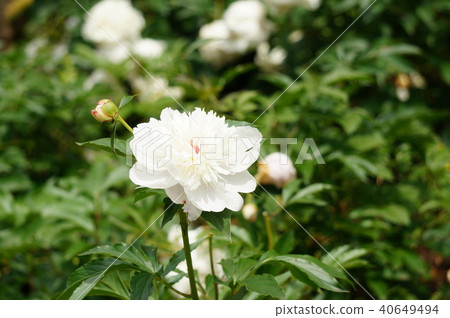 White flowers of peony medicine White flowers of peony medicine 40649494