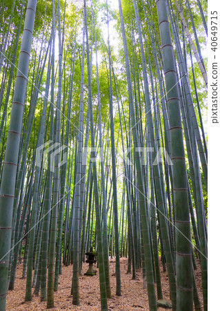 竹林和石燈籠 40649715