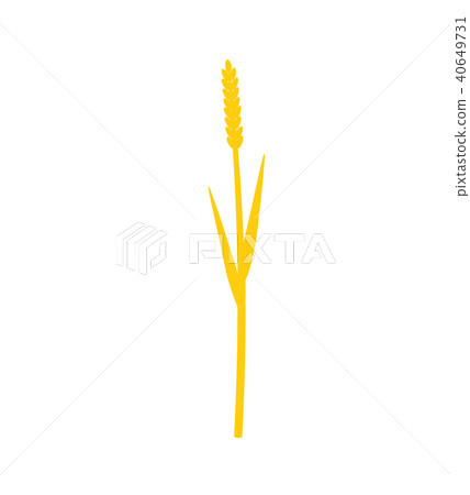 Silhouette of grass with inflorescences spike 40649731