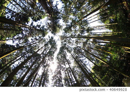 雪松森林 40649928